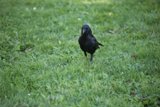 The Solitary Raven of Great Meadow Park