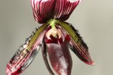 Orchid in Bloom