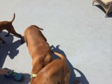 Fashionable Fido