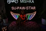 Miskka, the Trendy Pup