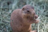 Grass-Fed Ground Squirrel