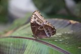 Delicate Wings of Wonder
