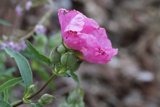 Blooming Elegance