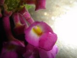 Bold Begonia