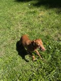 Springtime Frolic