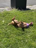Sunbathing Pup