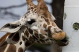 Majestic Munching at SF Zoo, 2024