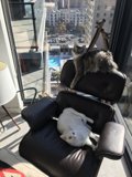 Feline Furnishings