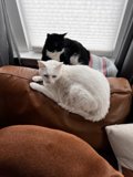 Cozy Cat Nap