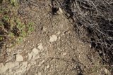 Bear on a Dirt Hill