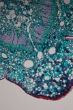 Cellular Beauty