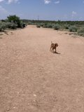 A Four-Legged Hike