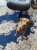 Canine Comfort in the Living Room