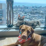 Urban Pets