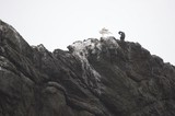 Seagull and Cormorant Perched on Rocky Sea Cliff