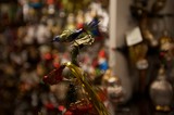 Ornamental Birds with Feathered Plumes on Display