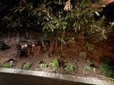 Enchanted Evening Grove
