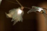 Feathered Flames