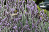 Small Bird Foraging Among Purple Lavender Flowers