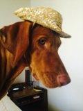 Stylish Hound in Santa Fe