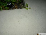 Green Growth on White Flooring
