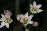 White Flowers with Green Stems