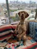 Cozy Dog on Cushioned Couch