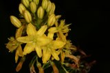 A Beautiful Yellow Flower