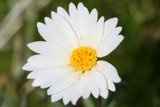 Sunny Side Up