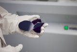 Purple Mystery in the Lab