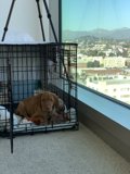 Crated Canine on the Hill