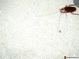 Creepy Crawler