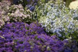 A Garden of Purples and Whites