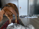 Playtime on Hardwood Floor