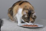 Dinner Time for a Manx Cat