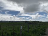 Rolling Vineyards