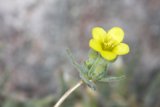 Sunny Geranium