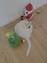 White Cat Playing with Christmas Decorations