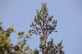Red Crossbills Perched on Conifer Treetop at Dusk