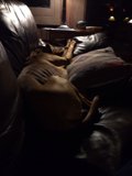 Snoozing on the Couch