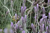 Yellow Bird Foraging Among Purple Lavender Flowers
