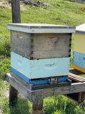 Buzzing Apiary in Carmel