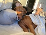 Cozy Morning with the Pup