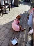 The Fashionable Canine