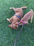 Pawsome Playtime in the California Sunshine