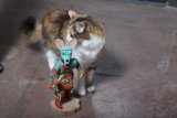 Feline Fascination