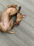 Pawsitively Rolling