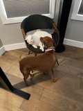 Furry Friends in the Armchair