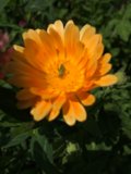 Daisy Bug