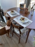 The Four-Legged Brunch Companion